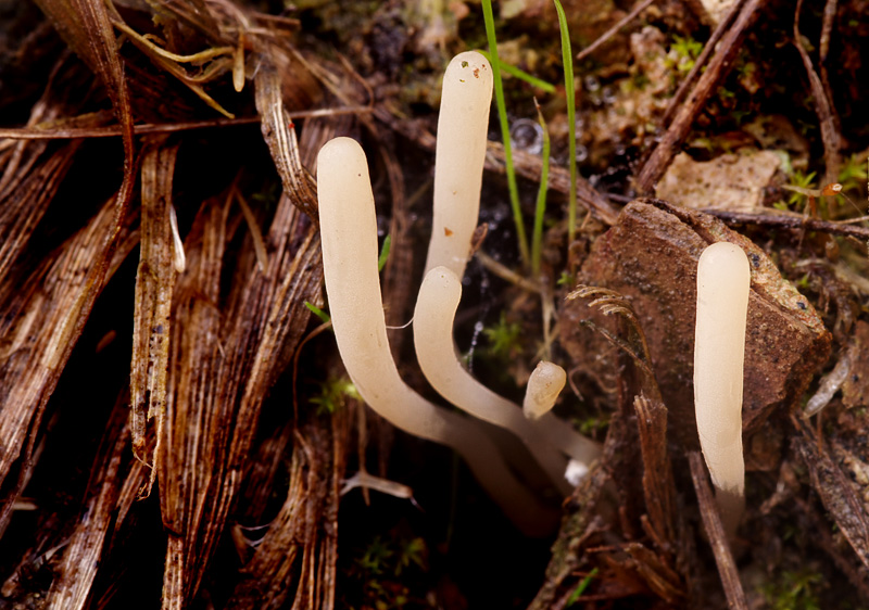 Clavaria falcata